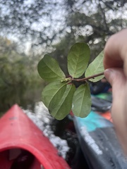 Hippocratea volubilis