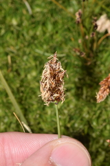Carex gayana