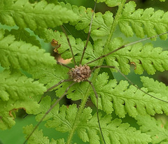 Phalangium opilio