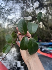 Hippocratea volubilis