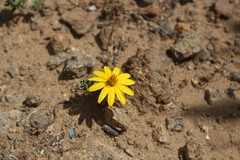 Chaetanthera frayjorgensis