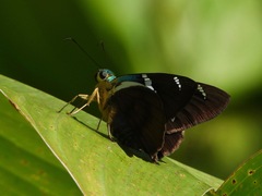 Astraptes fulgerator