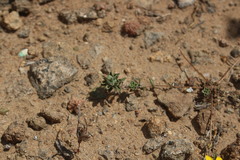 Chaetanthera frayjorgensis