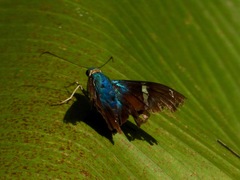 Astraptes fulgerator