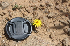 Chaetanthera frayjorgensis