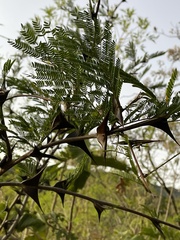 Vachellia hindsii