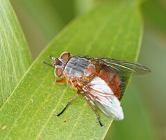 Calliphora nigrithorax