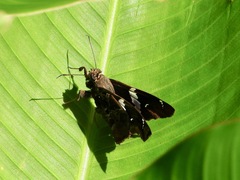 Astraptes brevicauda