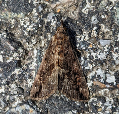 Hypena scabra