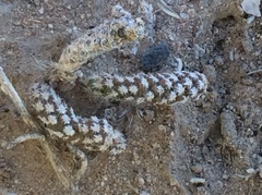Micropuntia pulchella