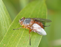 Calliphora nigrithorax