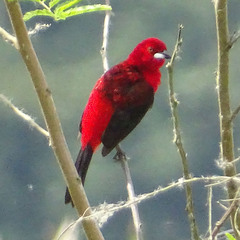 Ramphocelus bresilius