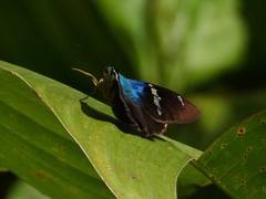 Astraptes fulgerator