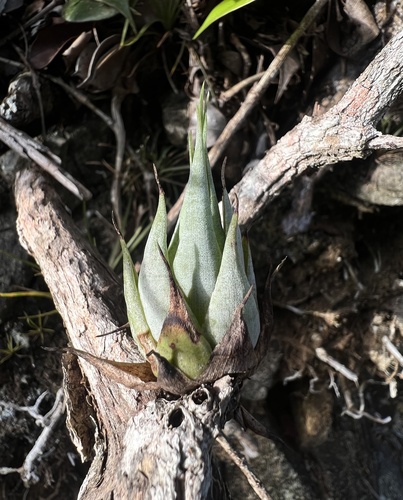 wand airplant (Tillandsia ariza-juliae)