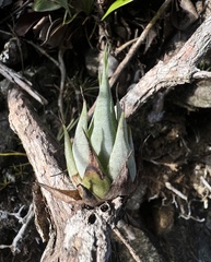 Tillandsia ariza-juliae