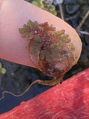 Azolla
