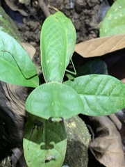Choeradodis rhombicollis