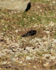 Spalacopus cyanus