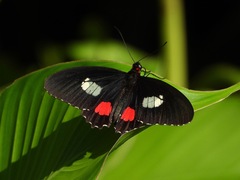 Parides iphidamas