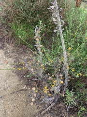 Eriophyllum confertiflorum
