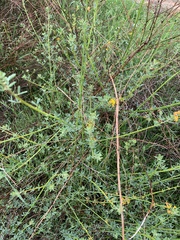 Eriophyllum confertiflorum