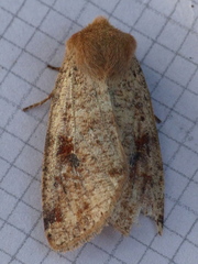 Orthosia rubescens