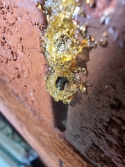 Epsilon chartergiforme