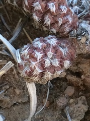 Micropuntia pulchella