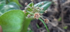 Vincetoxicum dalzellii
