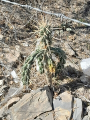 Cylindropuntia