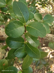 Syzygium grijsii