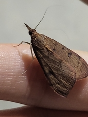 Uresiphita reversalis