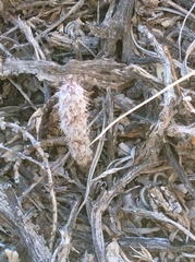 Micropuntia pulchella
