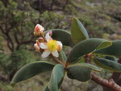 Kielmeyera appariciana