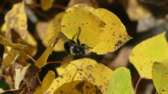 Laphria