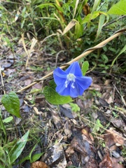 Jacquemontia pentanthos