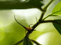Macracantha arcuata
