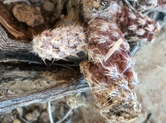 Micropuntia pulchella
