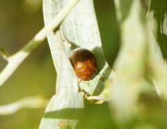 Dicranosterna semipunctata