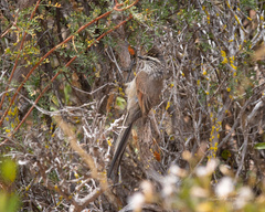 Leptasthenura aegithaloides