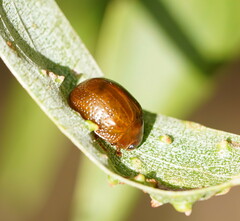Dicranosterna semipunctata