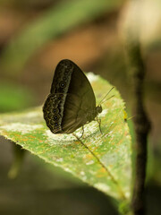 Mycalesis orseis