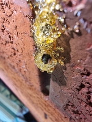 Epsilon chartergiforme