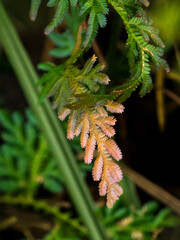 Selaginella willdenowii