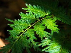 Selaginella willdenowii