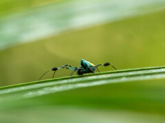 Leucauge sarawakensis