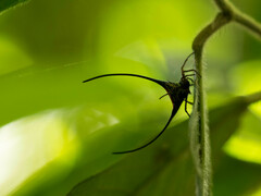 Macracantha arcuata