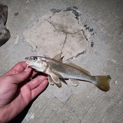 Menticirrhus americanus
