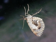 Asaphodes