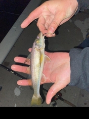 Menticirrhus americanus